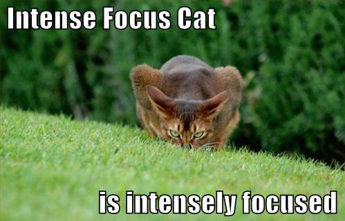 intense-focus-cat